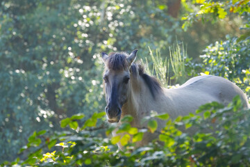 Beautiful Konik horse framed by green leaves, a gray-brown horse surrounded by green leaves and beautiful sunlight, curious Konik horse in the wild, Equus ferus caballus, trees in the background © Rebecca