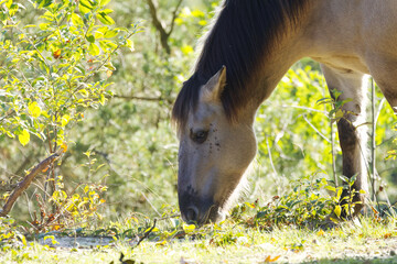gray-brown horse surrounded by green leaves and beautiful sunlight, Konik horse grazing surrounded by green leaves and sunlight, Konik pony in the wild, Equus ferus caballus, trees in the background © Rebecca