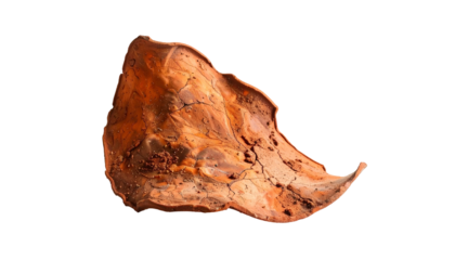 Dry, textured brown leaf with cracked surface on black background