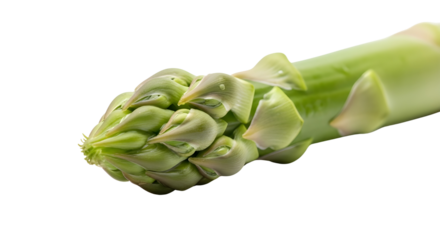 Fresh green asparagus spear tip close up isolated PNG with Transparent Background