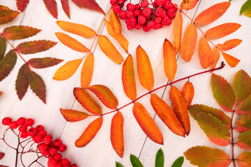 Autumn pattern with a fallen colorful leaves and red rowan berries on white wooden background, fall decoration