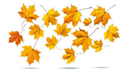 Fototapeta premium Golden maple leaves falling gracefully on pure white background