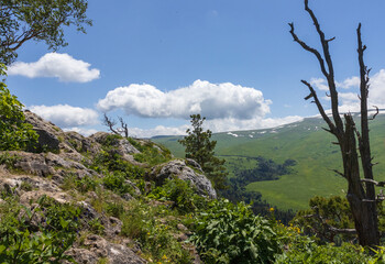 Fototapeta premium subalpine vegetation at the beginning of the summer flowering period, endemic in nature