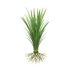 Fototapeta premium Realistic 3D vector illustration of a healthy rice plant showcasing its intricate root system, precisely isolated on a clean white background.