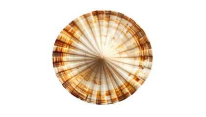 Circular seashell with radiating brown and cream patterns against black