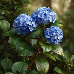 Vibrant Blue Hydrangea Flowers in Bloom Keywords: hydrangea, blue, flowers, bloom, flowering