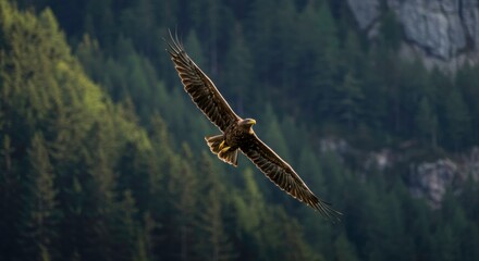 Majestic eagle soars against a backdrop of lush forest and rugged mountains