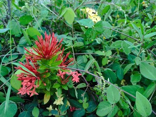 Vivid red flowers, likely Ixora, showcasing nature's exquisite beauty as they bloom vibrantly amidst a rich tapestry of lush green foliage in a flourishing garden