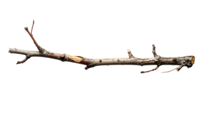 Isolated tree branch, weathered wood, natural texture, black background