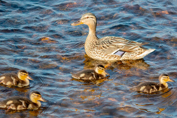 A wild duck with newborn ducklings swims in the river water.