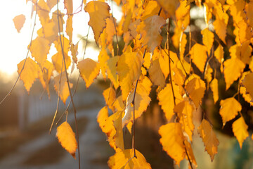 Golden autumn birch leaves illuminated by soft sunlight at sunset. Close-up with blurred background...