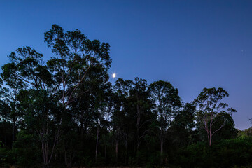 The moon rising over scrub at Rosa Glen, Margaret River area in the SW Region of Western Australia WA