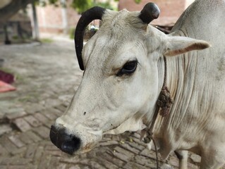 Portrait of a Zebu Bull in a Village Courtyard