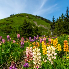Vibrant wildflowers bloom in a lush mountain meadow