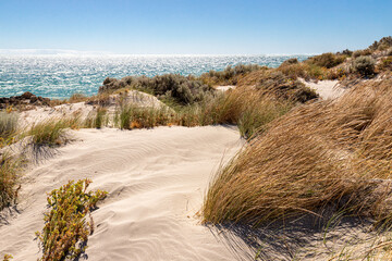 Tall grasses growing on wind blown sand dunes beside the Indian Ocean at North Coogee, South Fremantle near Perth in the SW Region of Western Australia WA