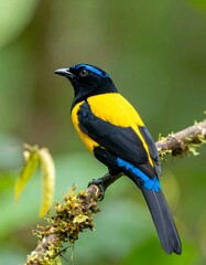 Vibrant yellow and blue bird perched on branch