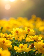 Vibrant yellow cosmos flowers in sunlight