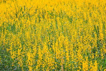 yellow rape field