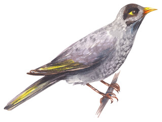 Noisy miner Australian native bird. Watercolor hand drawing painted illustration.
