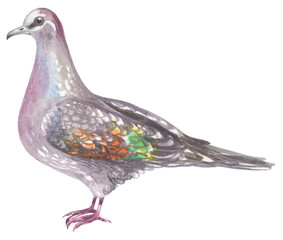 Pigeon Australian native bird. Watercolor hand drawing painted illustration.