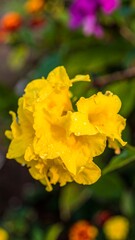 Vibrant yellow flower cluster in garden setting