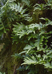 Polypodium cambricum, southern polypody, limestone polypody, or Welsh polypody, (species of fern) growing i