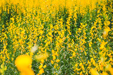field of yellow flowers