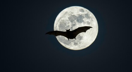 Silhouette of a bat in flight against the backdrop of a full moon in a night sky