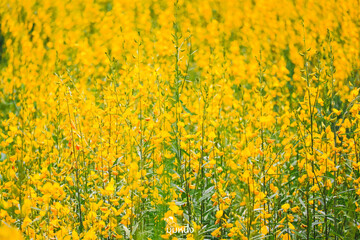 field of yellow flowers