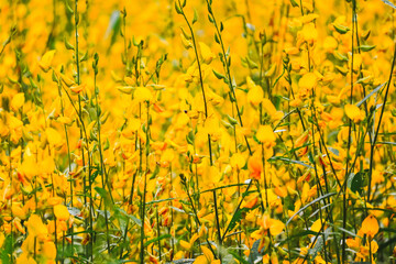 field of yellow flowers