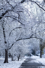 Snow-covered alley in a park or boulevard. Trees covered in the first snow form an arch over the footpath. Two figures walk in the background. Urban winter landscape with a sense of calm and cold.