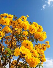 Vibrant yellow flowers against a vibrant blue sky