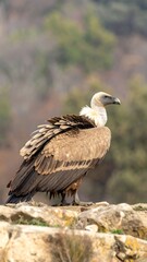 Fototapeta premium Vulture perched on rocks, blurred background
