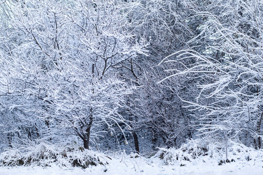 Dense forest or grove completely covered with fresh snow. Winter landscape with rich texture of branches and white snow blanket. Cold and calm nature on a winter day.