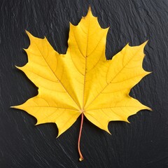 Vibrant yellow maple leaf on dark slate