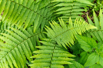 Fern in Bialowieza Forest in Poland