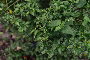 Lush Green Nightshade Plant with Berries and Flowers