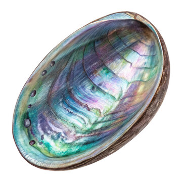 Watercolor Iridescent abalone shell with colorful swirling patterns seashell isolated on a transparent background