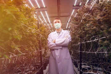 Doctors and scientists are studying the growth of cannabis leaves in a cannabis nursery.