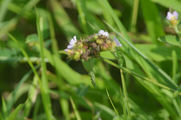 Wild small purple flowers blooming in green meadow field, close up macro view of natural flora in countryside environment, fresh outdoor nature background for botany, ecology and spring concept design