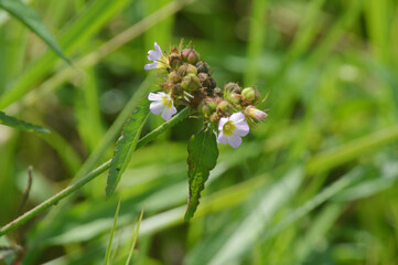 Wild small purple flowers blooming in green meadow field, close up macro view of natural flora in countryside environment, fresh outdoor nature background for botany, ecology and spring concept design