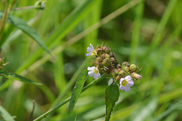 Wild small purple flowers blooming in green meadow field, close up macro view of natural flora in countryside environment, fresh outdoor nature background for botany, ecology and spring concept design