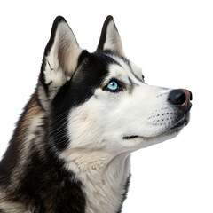 A husky with striking blue eyes and black and white fur looking up against a black background space area