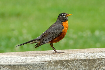 Red breasted Robin is the state bird of Wisconsin Connecticut Michigan. 10.01.25