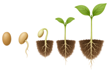 Visual Representation of Seed Germination and Seedling Growth Stages plant sprout isolated on a transparent background