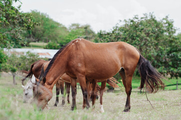 free horses in a stable