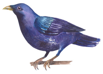 Satin bowerbird black Australian native bird. Watercolor hand drawing painted illustration.