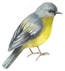 Yellow Robin Australian native bird. Watercolor hand drawing painted illustration.