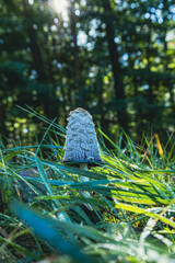 Czernidłak kołpakowaty&ndash; gatunek grzyb&oacute;w należący do rodziny pieczarkowatych