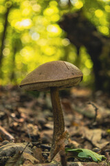 Duży,piękny grzyb Koźlarz © Dominik Zarębski